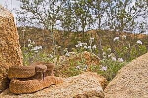 A red diamond rattlesnake (Crotalus ruber)