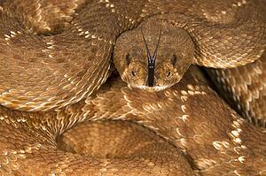 A defensive red diamond rattlesnake (Crotalus ruber)