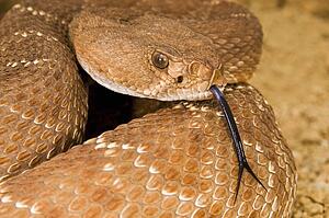 A defensive red diamond rattlesnake (Crotalus ruber)