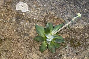 A dudleya growing on a cliff 