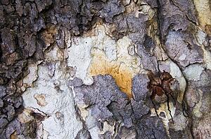The bark of a western sycamore tree 