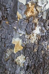 The bark of a western sycamore tree 