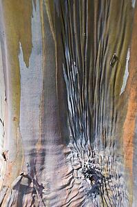 The bark of a Eucalyptus tree