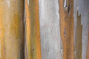 The bark of a Eucalyptus tree