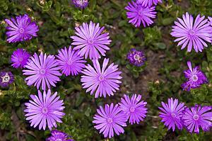 Blooming purple aster flowers 