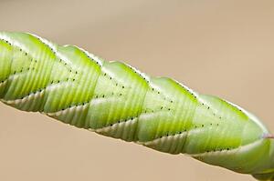 A tobacco hornworm (Manduca sexta) 