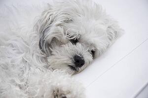 white dog resting