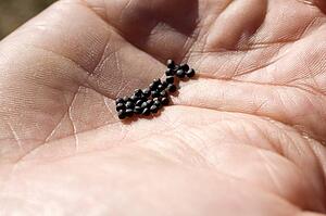 Person holding seeds in hand