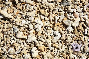 Carrowroe Coral Beach, Co Galway, Ireland; Close-up of shells and coral fragments