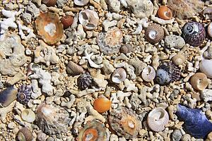 Carrowroe Coral Beach, Co Galway, Ireland; Close-up of shells and coral fragments