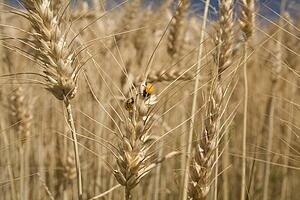 Wheat 