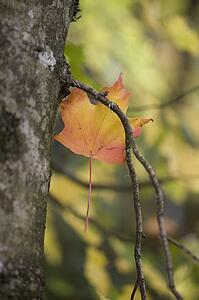 Fall leaf stuck in a tree