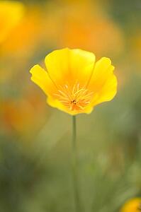 Yellow poppy flower, Mount Hood, Oregon, USA 