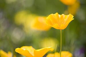 Yellow poppy flower, Mount Hood, Oregon, USA 