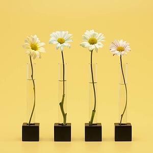 Four flowers