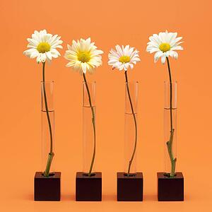 Four flowers