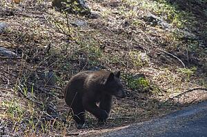 An American Black Bear (Ursus americanus), Sequoia National Park, California, USA
