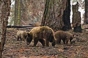 A mother American Black Bear (Ursus americanus) and her cubs, Sequoia National Park, California, USA 