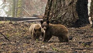 American Black Bear cubs (Ursus americanus), Sequoia National Park, California, USA 