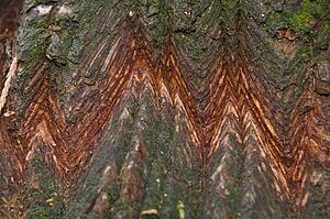 Sequoia tree, Sequoia National Park, California, USA 