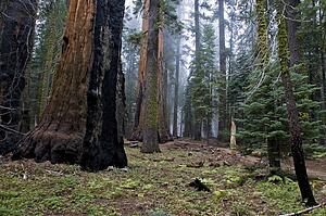 Sequoia National Park, California, USA 