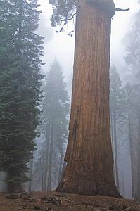 Sequoia National Park, California, USA 