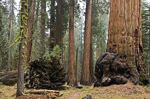 Sequoia National Park, California, USA 