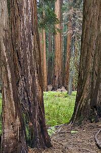 Sequoia National Park, California, USA 