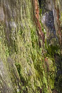 Moss covered bark, Sequoia National Park, California, USA 