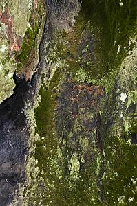 Moss and lichen covered tree, Sequoia National Park, California, USA 