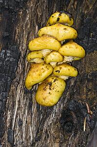 Yellow fungus on a tree, Sequoia National Park, California, USA 