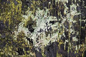 Lichen growing on a tree, Sequoia National Park, California, USA 