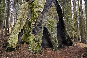 Giant Sequoia tree, Sequoia National Park, California, USA 