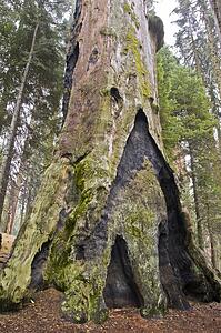 Giant dead Sequoia tree, Sequoia National Park, California, USA 