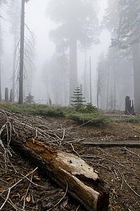 Sequoia National Park, California, USA 