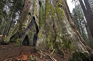 Dead Sequoia trees, Sequoia National Park, California, USA 