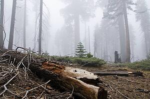Sequoia National Park, California, USA 