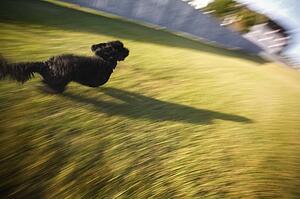 Dog running on grass