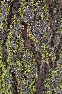 The moss covered bark of a pine tree