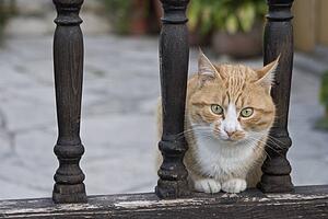Cat sitting between railings