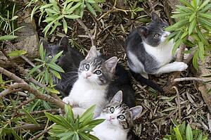 Four cats looking up a tree