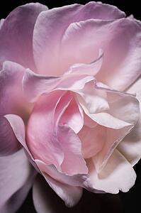Blooming pink rose