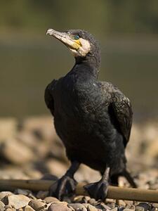Cormorant