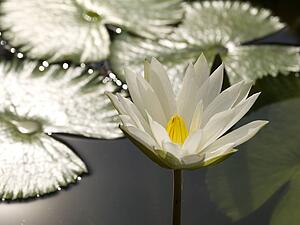 Water lily