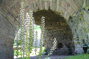 Rome, Italy; Purple wildflowers growing under an arch