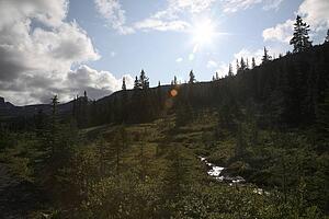 Jasper National Park, Alberta, Canada; Stream running through forest