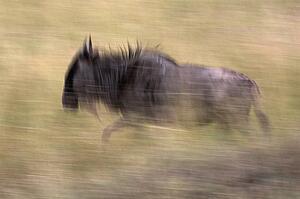Wildebeest, Masai Mara, Kenya; Wildebeest running 