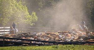 Herding cattle