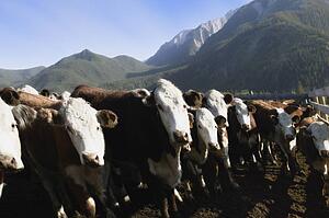A row of cows