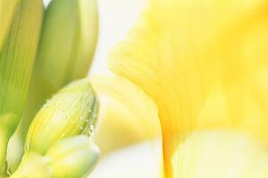 A floral composition